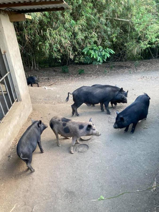 Ataalaya Farmhouse Batangas City Kültér fotó