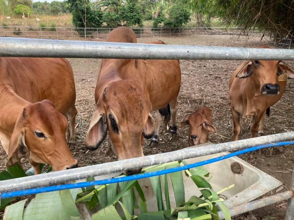 Ataalaya Farmhouse Batangas City Kültér fotó